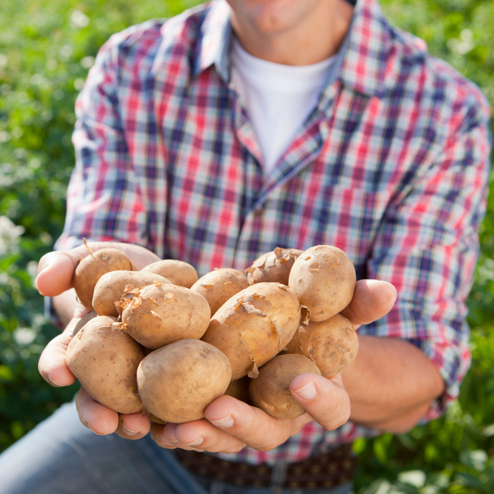 close-up-of-farmer-holding-potato-crop-in-field-2026-01-11-09-56-23-utc close-up-of-farmer-holding-potato-crop-in-field-2026-01-11-09-56-23-utc