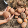 Fresh Farm Potatoes Harvested Daily in Leicestershire